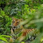 NP_AL_Chitwan Nationaal Park 2